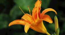 金针花