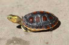 黄金龟黄缘龟
