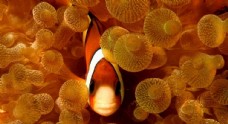 海底世界 小丑鱼和海葵