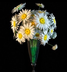 花卉3D模型
