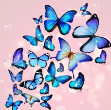 蝴蝶飞舞飞舞的蓝蝴蝶