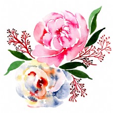 水彩花卉植物手绘插画