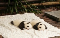 小熊猫宝宝