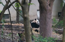 大熊猫1