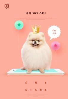 粮食小册宠物简约时尚海报10