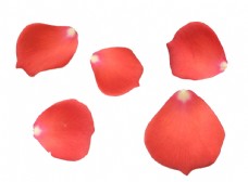 玫瑰 花瓣 素材 红色 分层