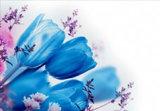 蓝色郁金香花朵