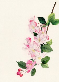 平面设计花卉插画
