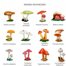 画册设计卡通蘑菇