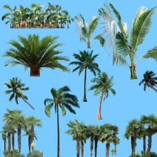 棕榈树配景
