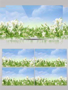 天空下的白色花丛视频素材