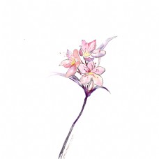 水彩中国风复古花朵插画