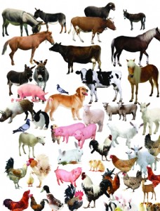 高清海报动物家畜