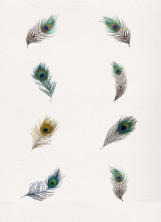 绚丽彩色孔雀羽毛设计元素
