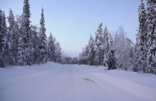 树木寒冬道路积雪