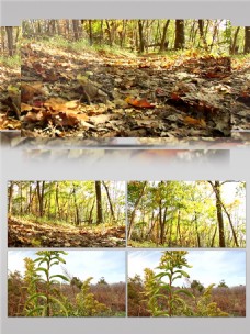 大自然森林公园树叶满地视频素材