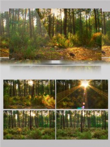 温暖阳光穿过树林视频素材
