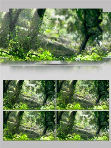 清新大自然森林景色视频素材