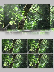 清新唯美树林景色视频素材