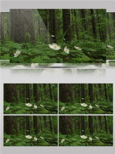 自然生态森林花朵树木视频素材