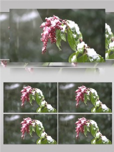 冬季飘雪植物银装素裹视频素材