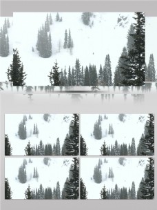 大雪纷飞白雪覆盖松树林视频素材