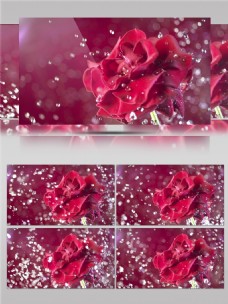 水滴击打盛开的红色花朵