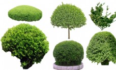 绿化树木