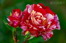 高清摄影 鲜花绽放 双色玫瑰花