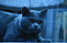 其他生物蓝猫大胖