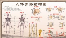 挂画人体骨骼结构图