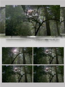 阳光穿越森林视频音效