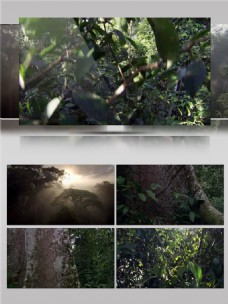 森林绿色植物视频音效