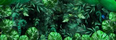 绿植墙的热带植物