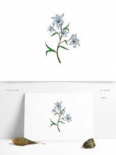 手绘水彩观赏植物清爽浅蓝色喇叭花