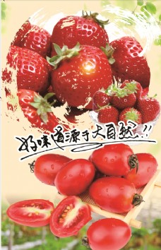 草莓柿子大自然的好味道