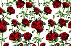 玫红色玫瑰红玫瑰