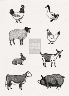 手绘家畜动物设计元素