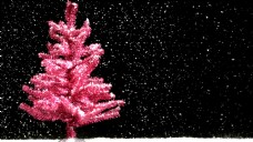 白雪下红色的圣诞树美轮美奂