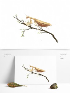 透明素材手绘中国风螳螂树枝昆虫透明底可商用素材
