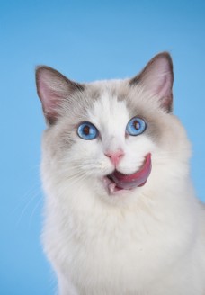 蓝眼睛的布偶猫