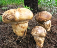 野生蘑菇野生菌菇蘑菇