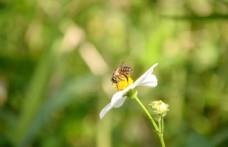 蜜蜂与花朵