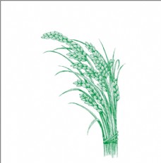 景观设计水稻