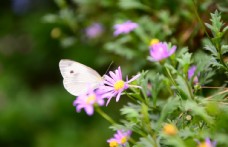 荷兰菊蝴蝶与花朵