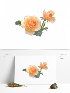 黄色玫瑰蔷薇花朵花卉可商用设计元素
