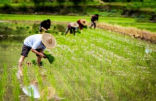 景观水景插秧水稻农民大米