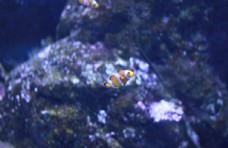 高清海洋动物小丑鱼摄影图