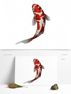 红花纹锦鲤设计元素