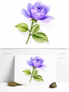 大气水彩手绘蓝紫色玫瑰花卉